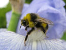 Bumble bee on Iris
