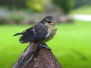 Young Blue Tit