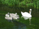 Family of mute swans