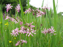 Ragged Robin