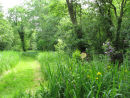 Alder carr woodland & Irises