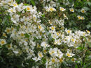 Wild roses