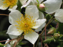 Wild roses