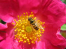Wild rose & Hoverfly