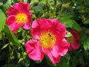 Wild roses