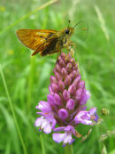 Skipper butterfly & Pyramidal orchid