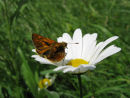 Skipper on Ox eye daisy