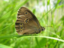 Ringlet butterfly