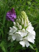 White Pyramidal Orchid