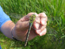 Emperor Dragonfly