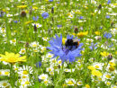 Flower meadow and bee
