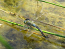 Emperor Dragonfly