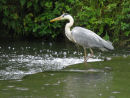 Grey Heron in the rain