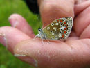 Blue butterfly in the hand