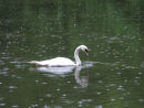 Mute Swan in the rain