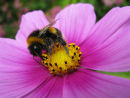 Bumble bee & Cosmos flower
