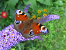 Peacock butterfly on buddleia