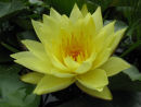 Yellow waterlily