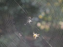 Spiders web