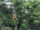 Spiders web and rain droplets