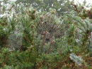 Spiders webs covered in dew
