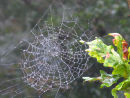 Spiders web covered in dew
