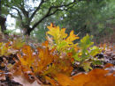 Oak leaves on the ground