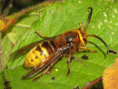 Hornet