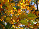 Beech leaves