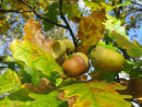 Accorns and oak leaves