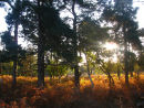 Pine trees and bracken at sunrise