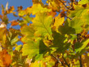 Autumn Oak leaves