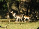 Fallow Deer