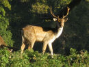 Fallow deer
