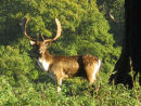 Fallow deer