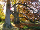 Beech trees