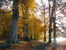 Beech trees