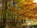 Beech trees