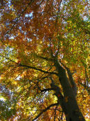 Beech tree autumn colour