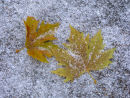 Autumn Maple leaves and hail