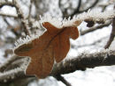 Oak leaf and hoar frost