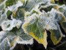Frosty ivy leaves