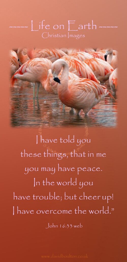 I have told you these things, that in me you may have peace. In the world you have trouble; but cheer up! I have overcome the world.” (John 16:33 WEB)