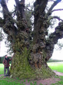 Holm Oak tree