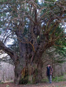 Ancient Yew