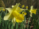 Wild Daffodils