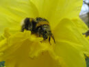 Bumble bee covered in Daffodil pollen