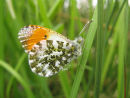 Orange Tip butterfly