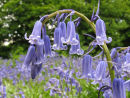 Bluebells