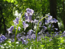 Bluebells